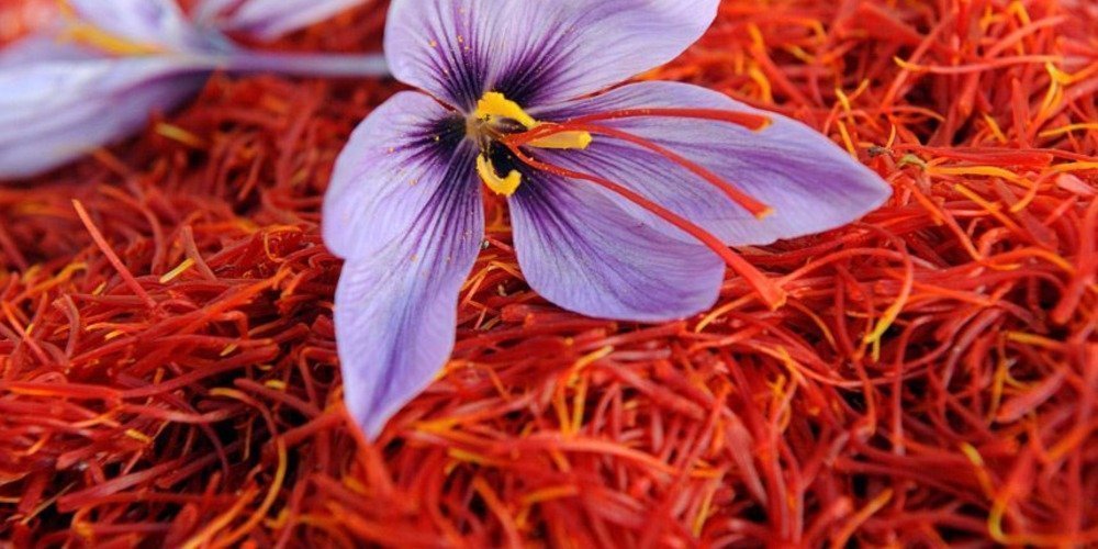 kashmir saffron kashmir saffron